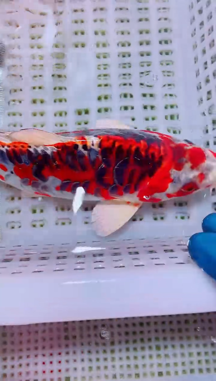 锦鲤冷水观赏鱼全场包邮28