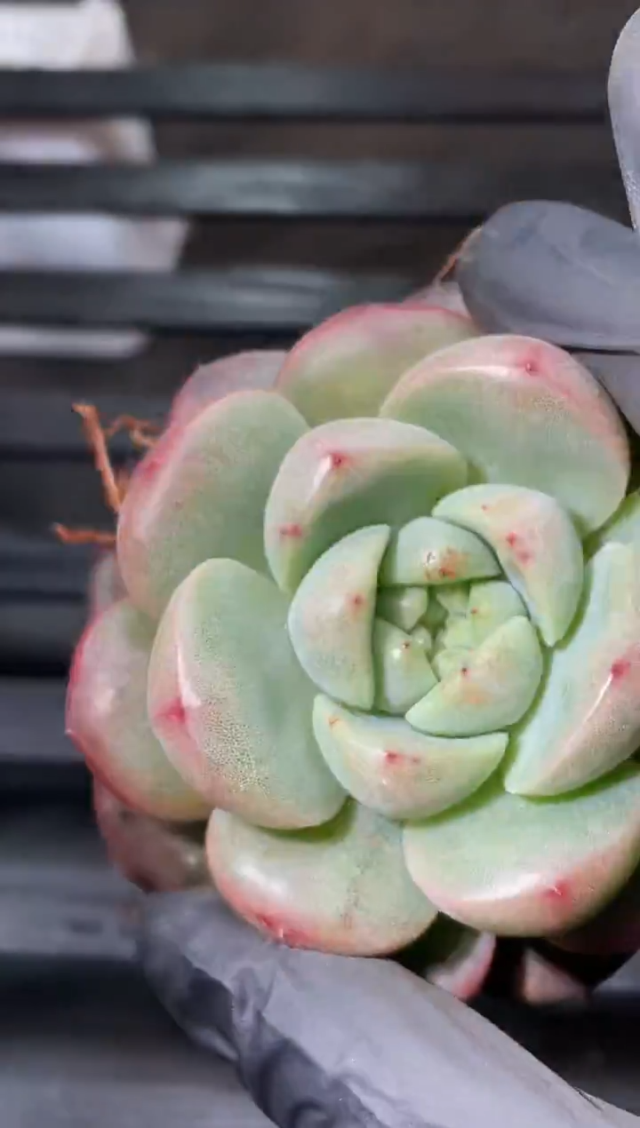 30-47 新翡冷翠4-5厘米量拍发一颗