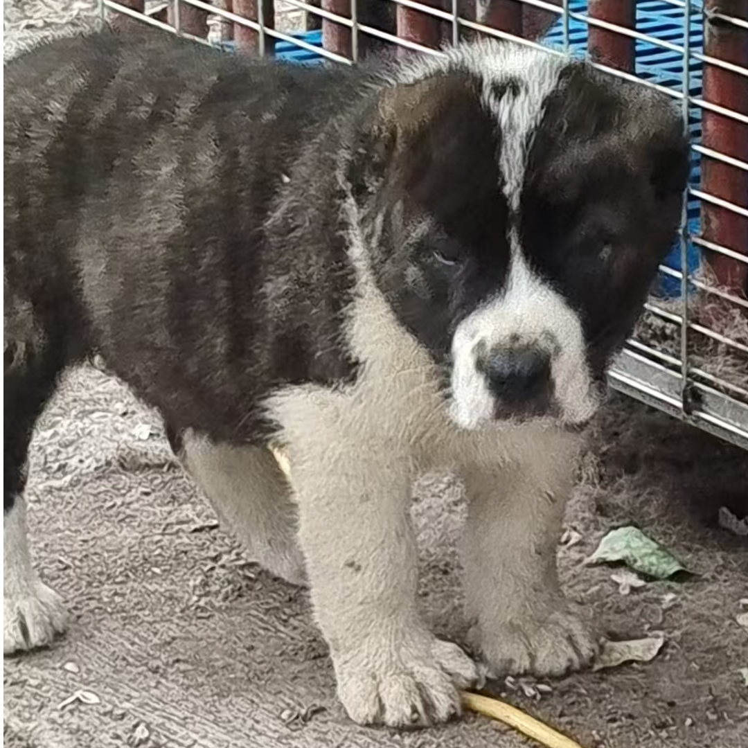前程犬业89麦小狗宠物狗活体链接
