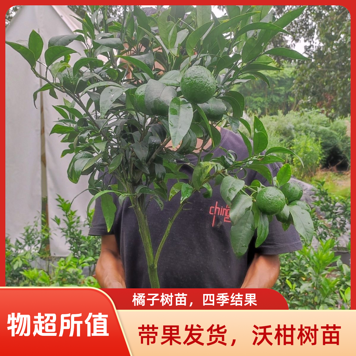 【沃柑带果发货】高产沃柑嫁接苗现挖苗早熟果树新品种可盆栽地栽种
