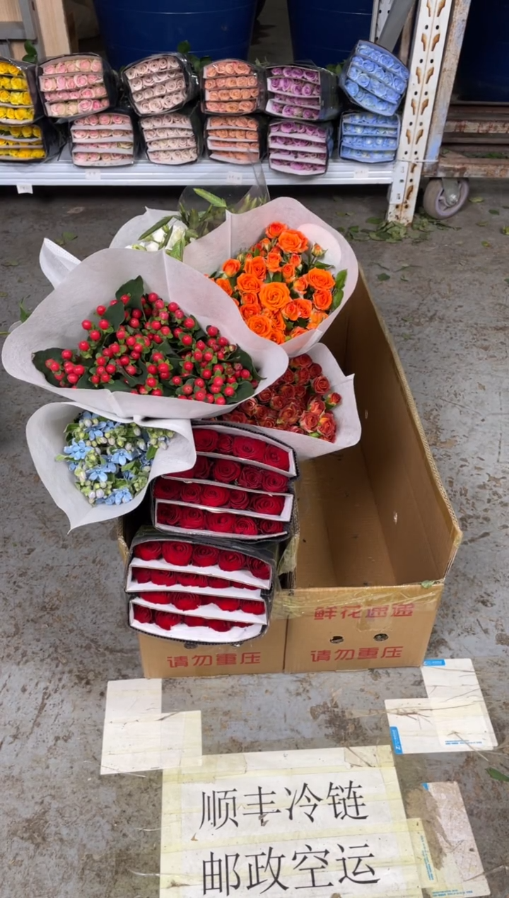 高原红2+巧克力+陈芭比+红豆+蓝星花+九星叶2+白桔梗800克+小盼草