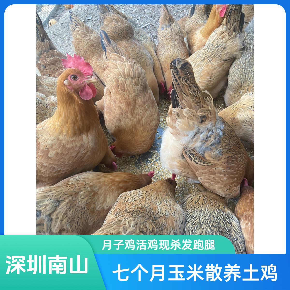 深圳南山（8个月果园玉米散养土鸡毛重3.5斤）油少月子专用土鸡