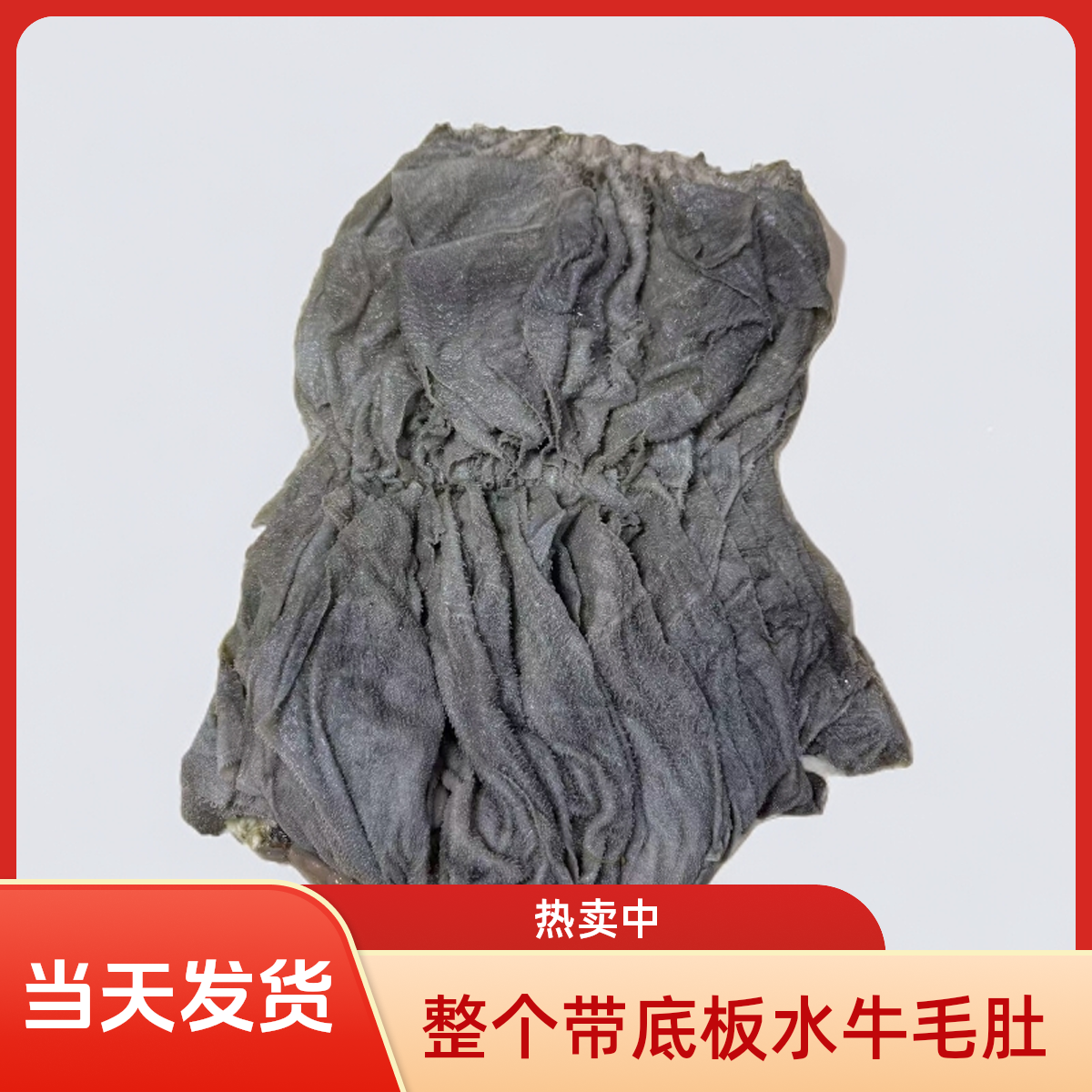整个水牛毛肚带底板，脆嫩化渣新鲜当日发货 固形物含量90%以上