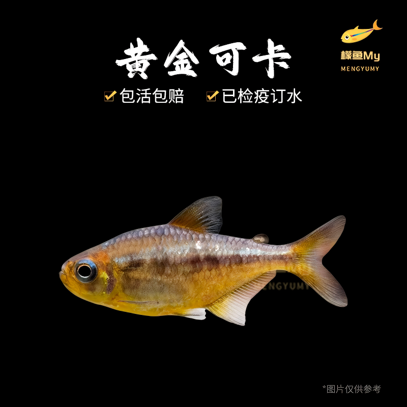 黄金可卡灯鱼,进口南美稀有淡水灯鱼,热带鱼草缸群游鱼可混养