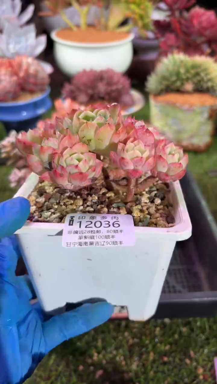 【闪购商品】12036