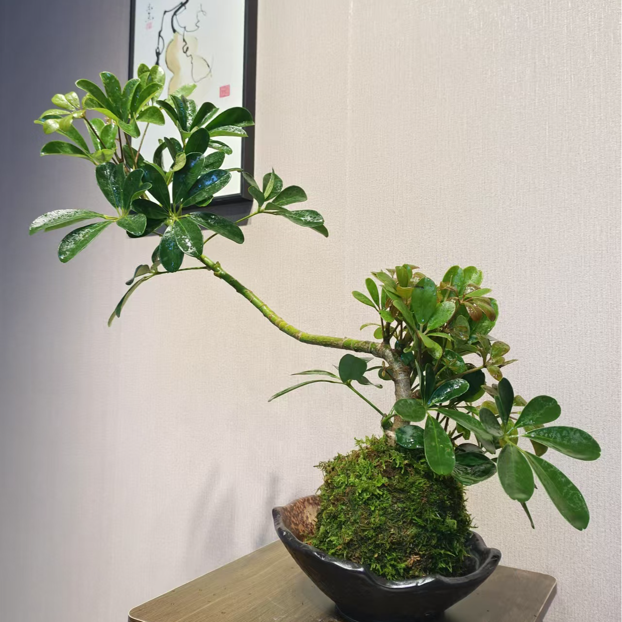 姐妹/直播间一物一拍鸭脚木苔藓球绿植办公室客厅盆景盆栽窗台