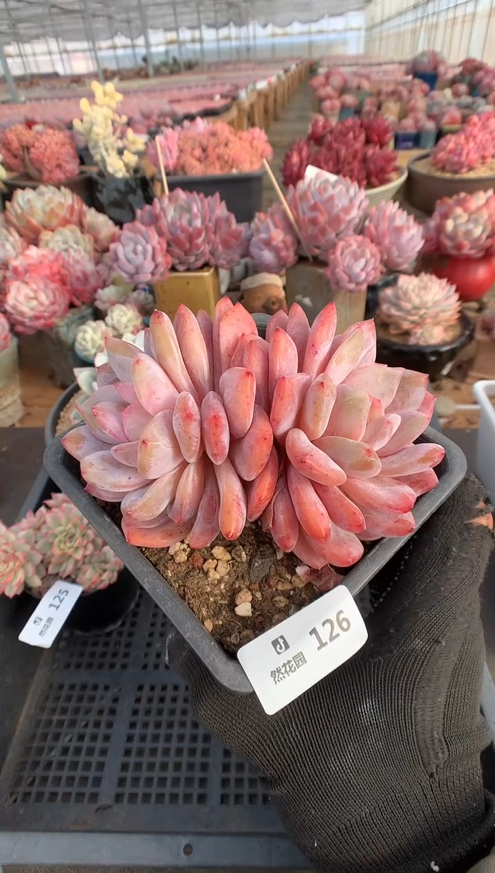 126梦露多肉植物一物一拍