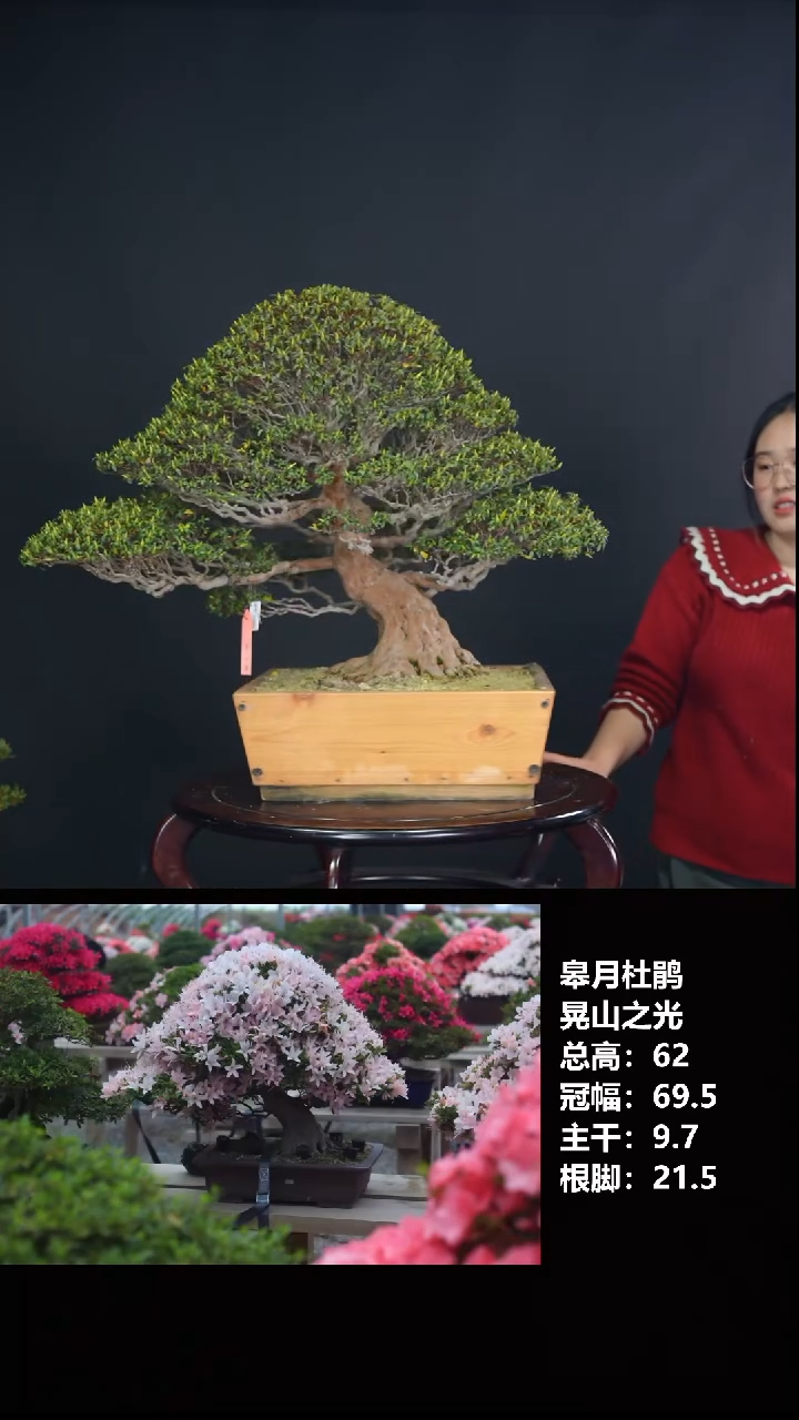 无花朵h*j晃山之光-STO66