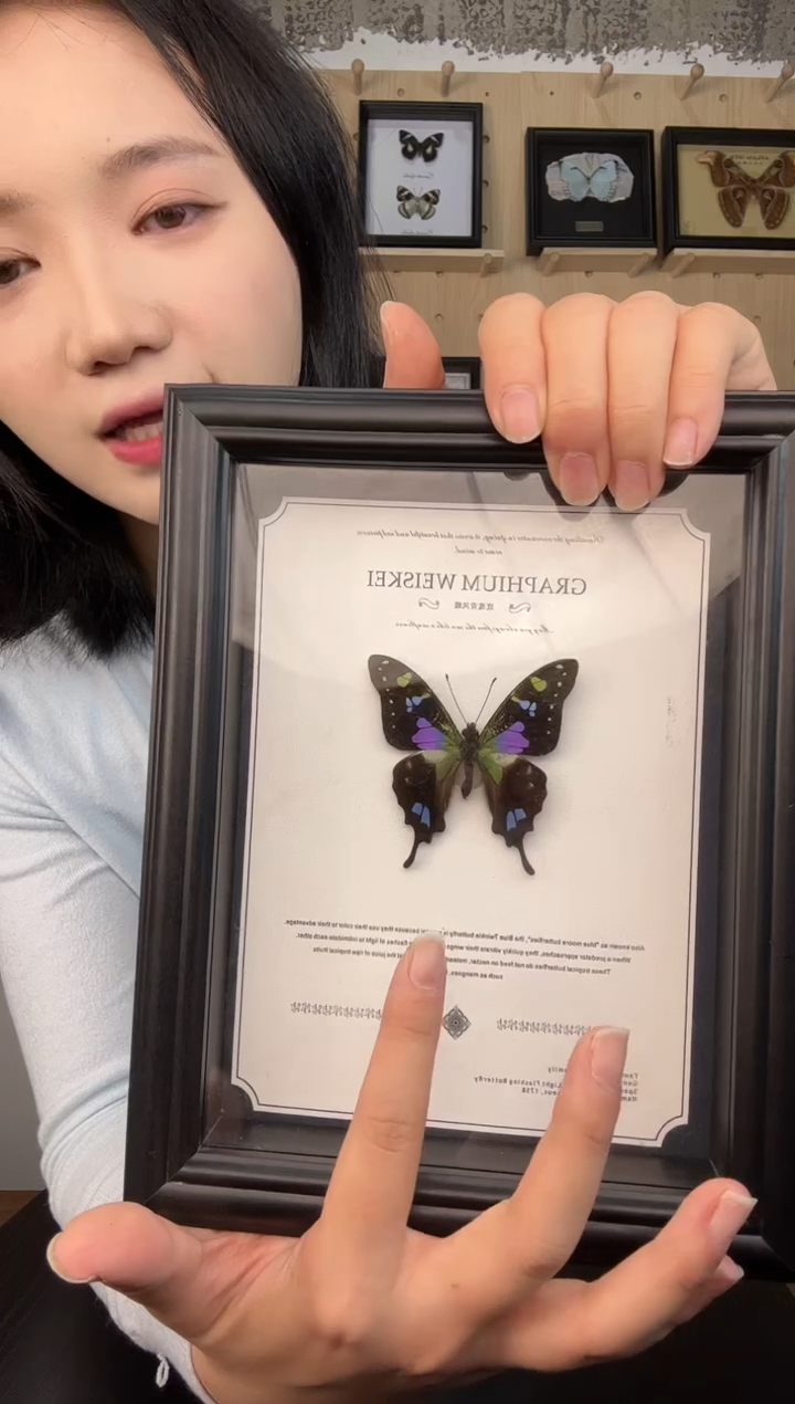 玫瑰青凤蝶蝴蝶装饰画7寸框