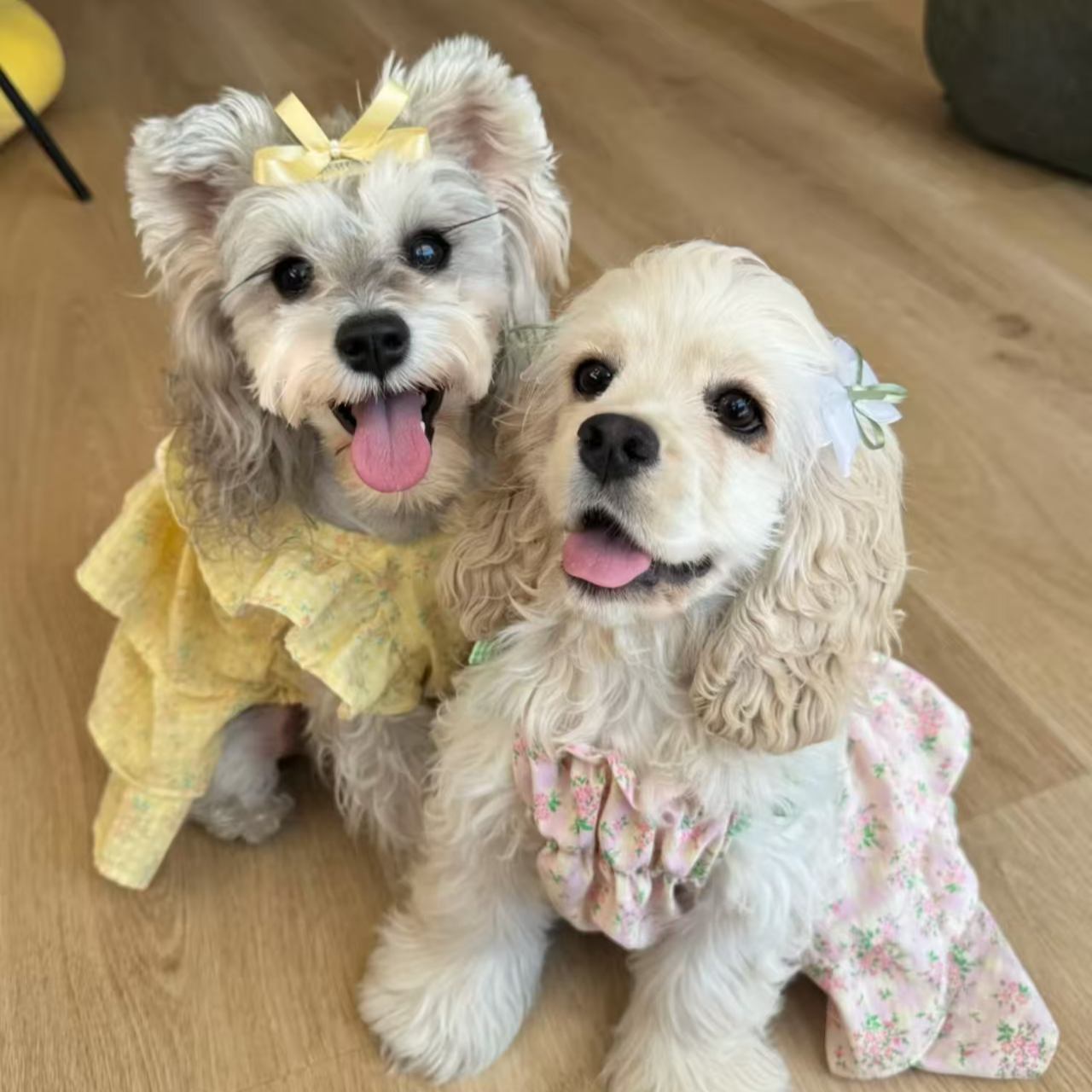 【宠爱速达】火火来了比熊美卡约克夏马尔济斯泰迪熊宠物狗