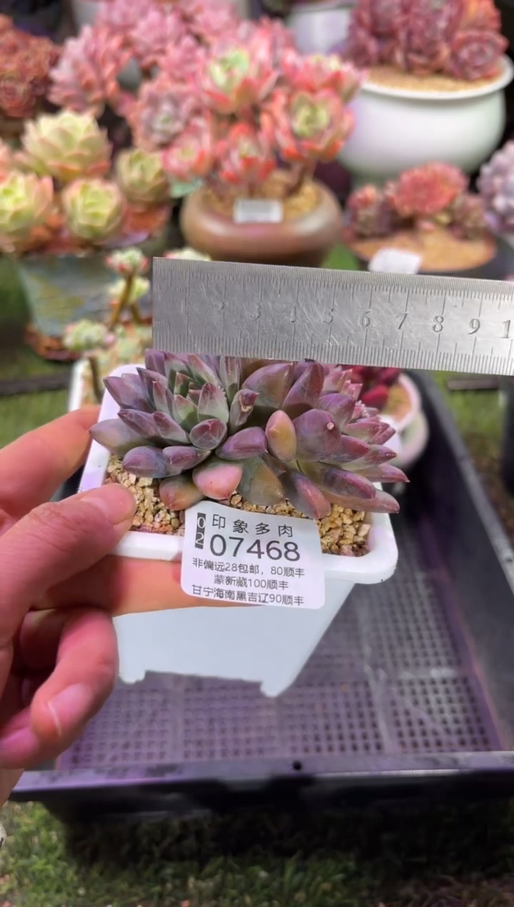 【闪购商品】07468