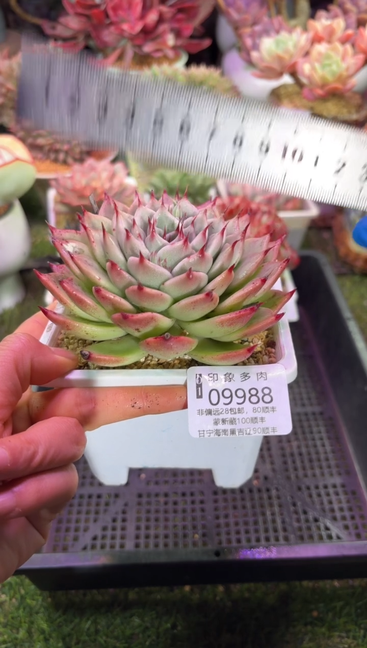 【闪购商品】09988