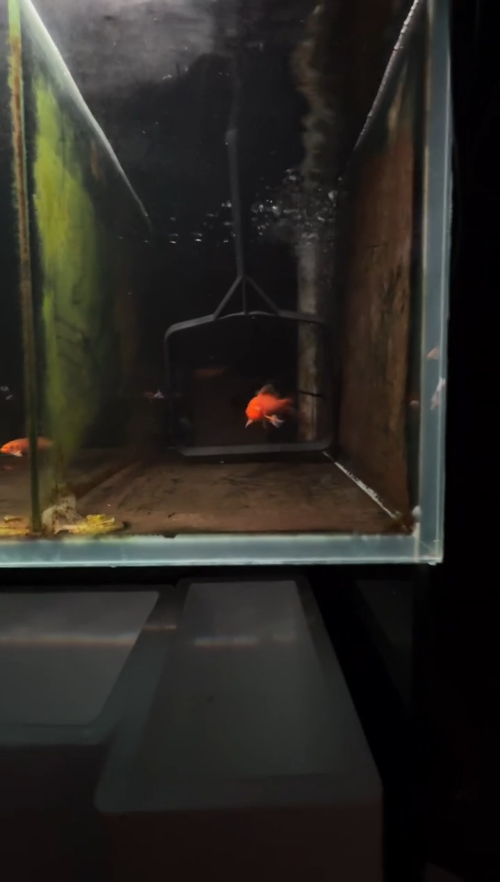 蝴蝶鲤鱼腰**人熊猫蝴蝶鲤