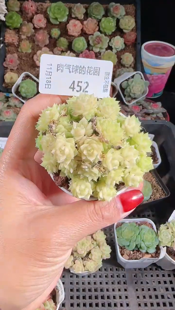  1118-452麦秆群生不包整