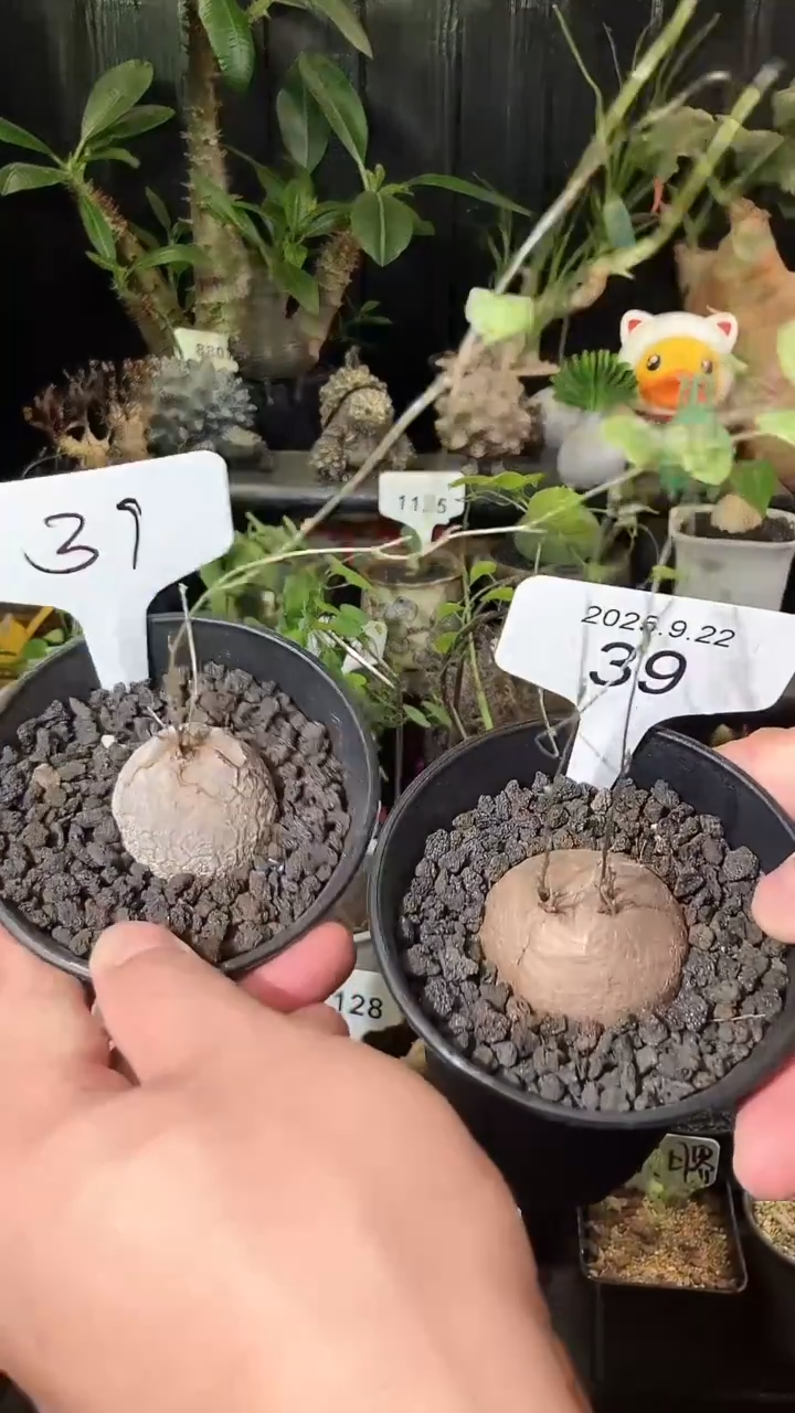 39号922福利南非龟甲龙买1个送1个