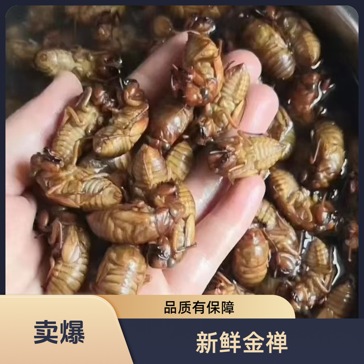 【三店推荐优选】新鲜金禅  杜仲金禅 肉感十足  白禅顺丰包邮 