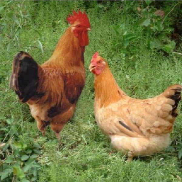 K新人送一只【公母组合】农家散养 母鸡净重3.0-3.5 公鸡净重 3.0-3.5