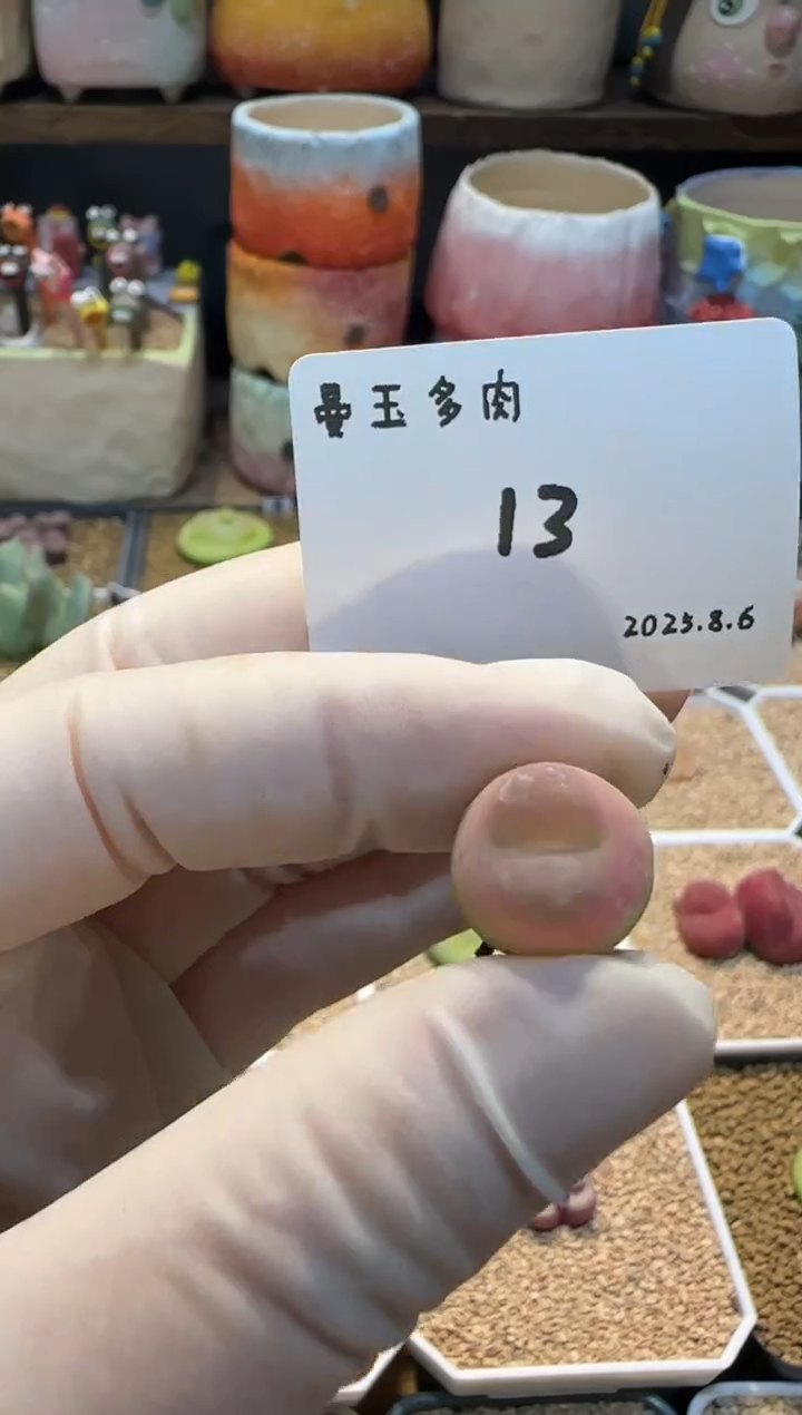 P**叽25.8.6-13pia叽