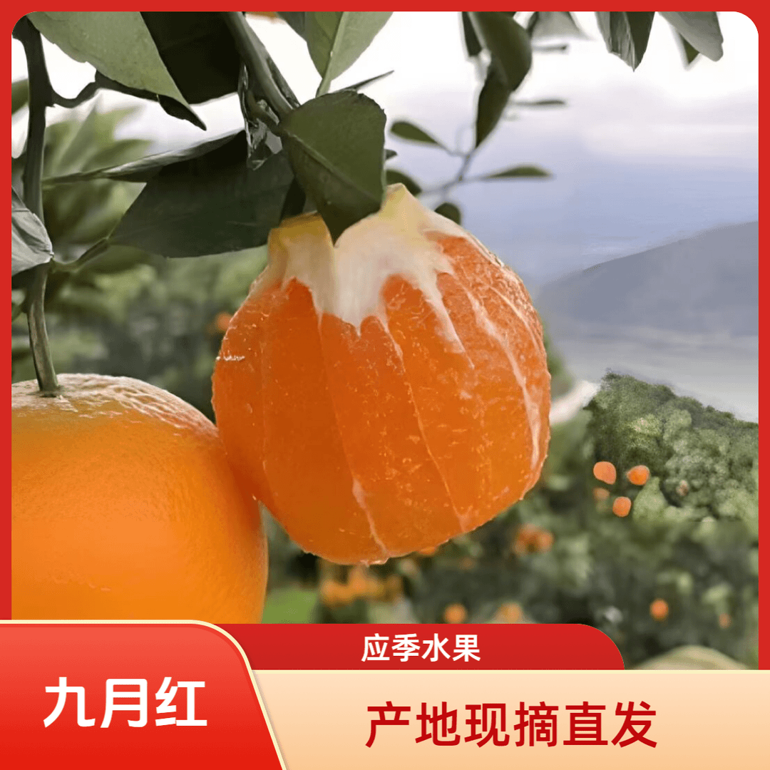 【东北三层保温】湖北秭归九月红爆汁果冻现摘现发高质量水果橙子