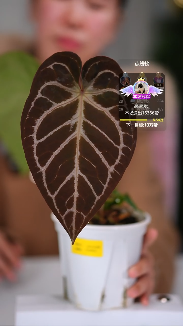 完全开放奇妙森林红水晶x狂想曲