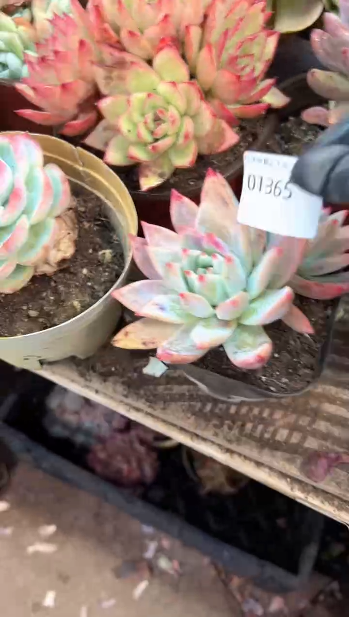 小*宝多肉植物一物一拍01365