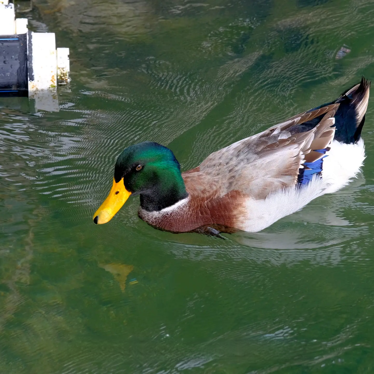 1只装（广东青头鸭）玉米喂养,清甜可口,肉质紧实，2250*1,顺丰包邮