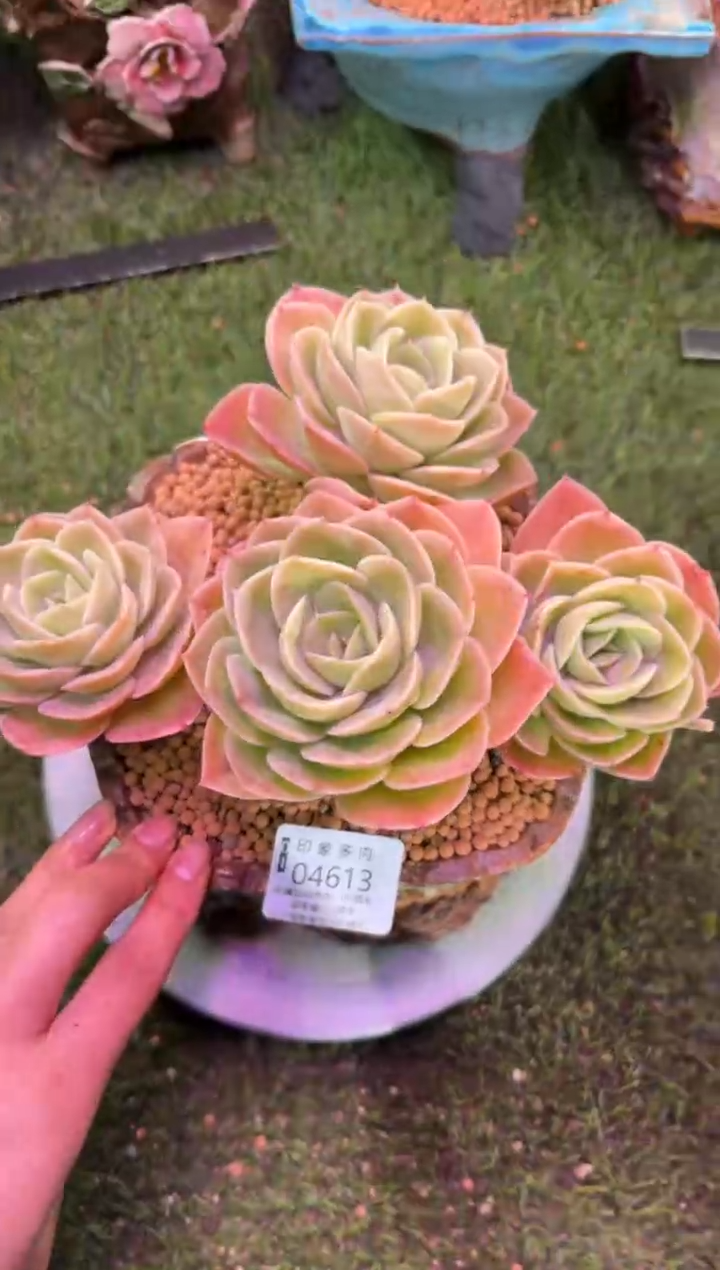 【闪购商品】04613