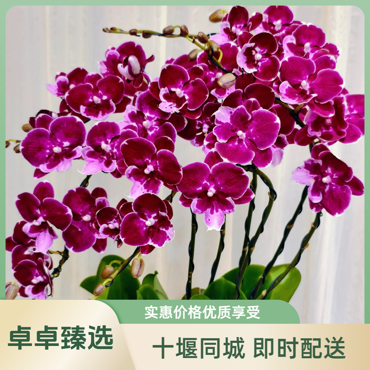 新品【燕尾服蝴蝶兰】十堰同城配送 搬家蝴蝶兰盆栽乔迁新居盆栽 开业盆绿植栽绿植送货到家桌面盆栽绿植