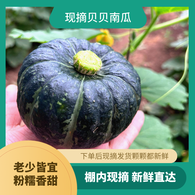 【助农专场】【炎谷丰贝贝南瓜】比红薯甜 比板栗香（散装/新鲜采摘）