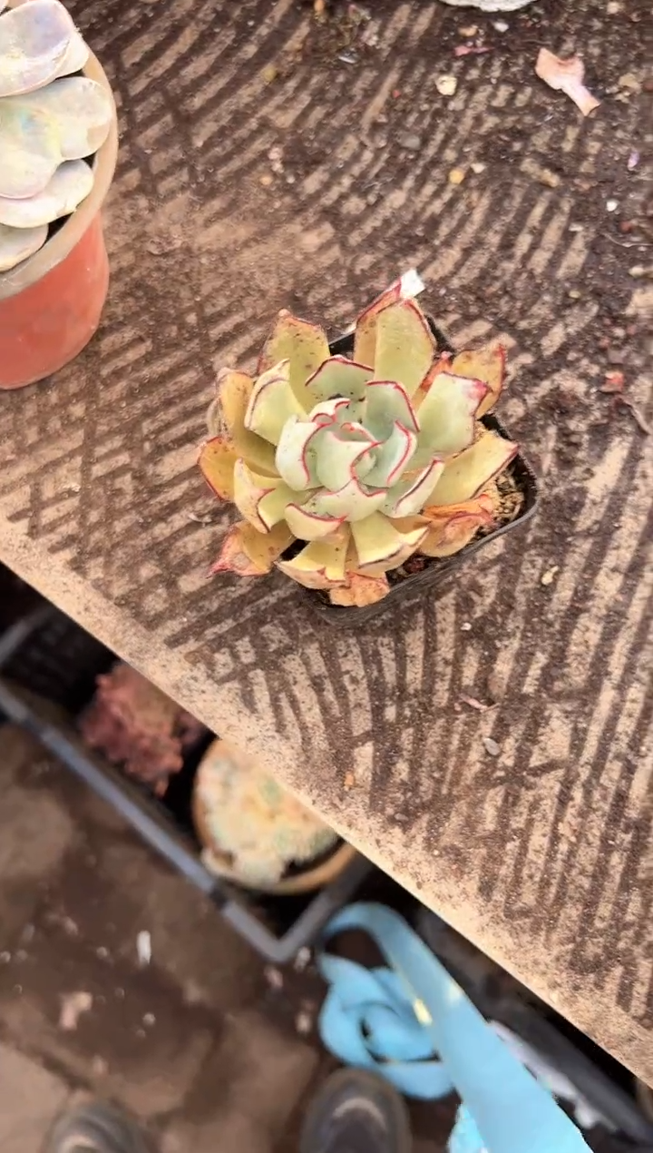 ?**?多肉植物一物一拍27309