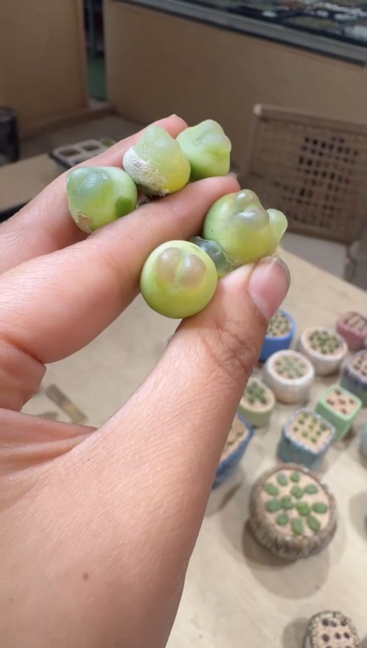 12-30多肉植物肉锥拉登一颗