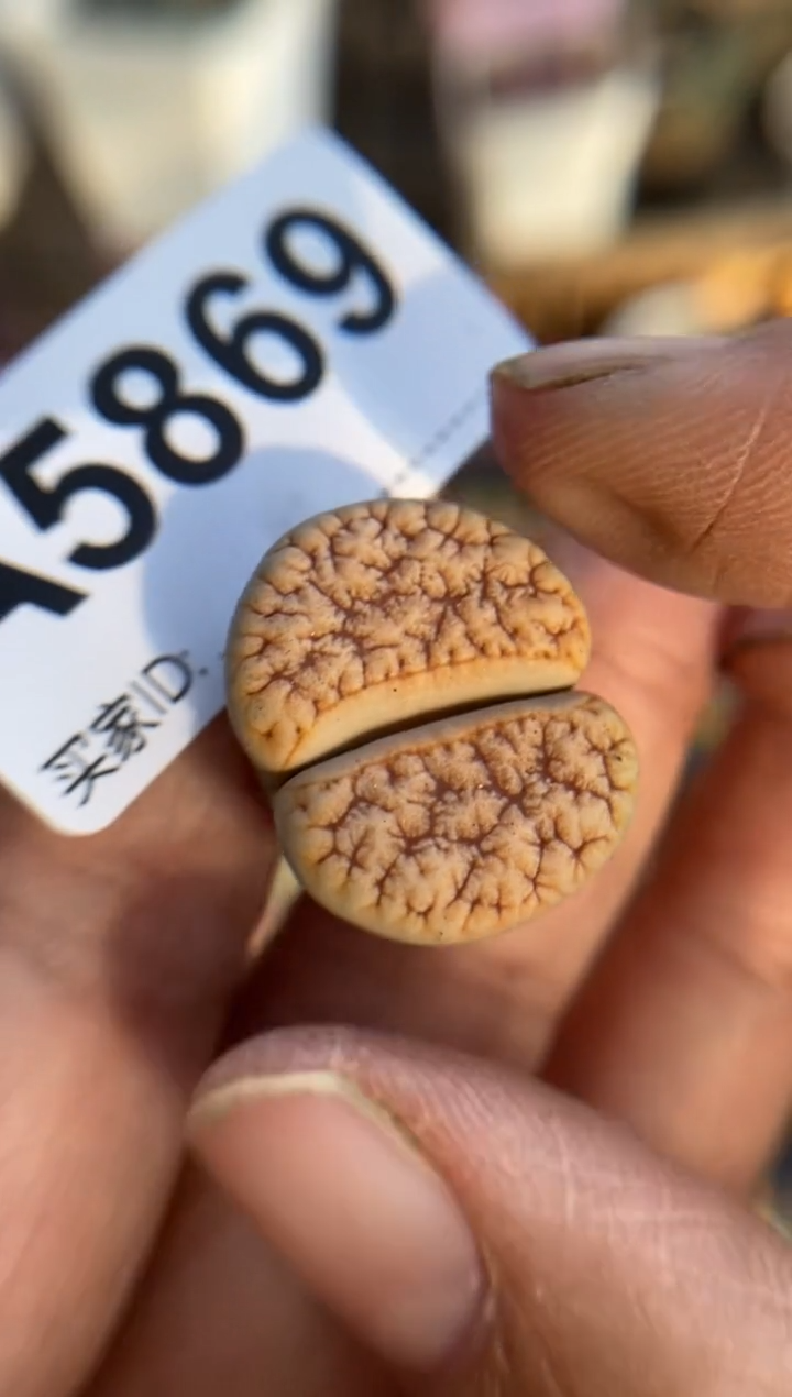 【闪购商品】5869直播一物一拍