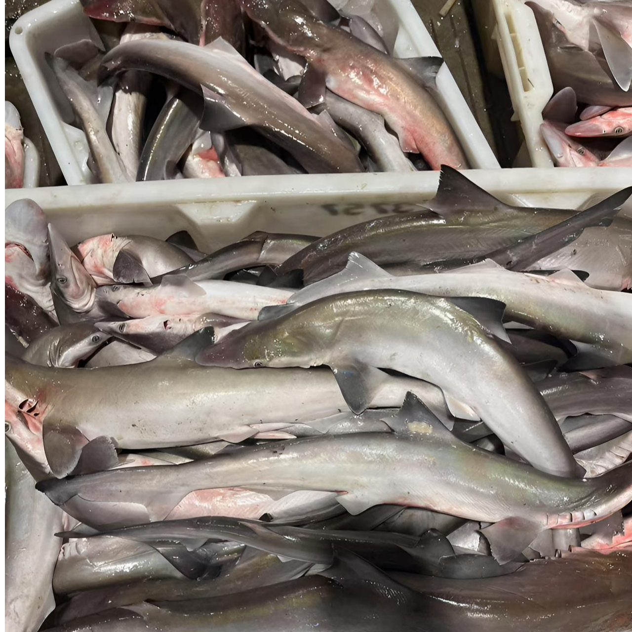 东海野生小鲨鱼【4斤】锁鲜发货