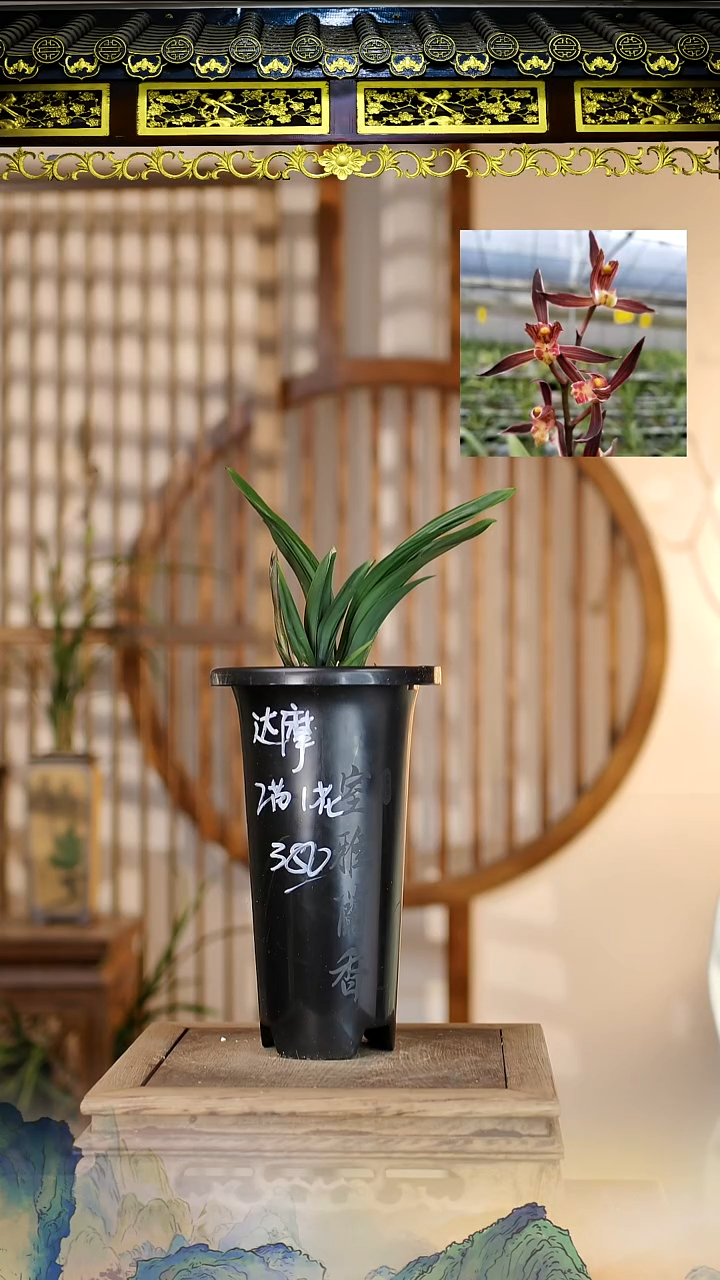 全部花苞矮种达摩2苗带花