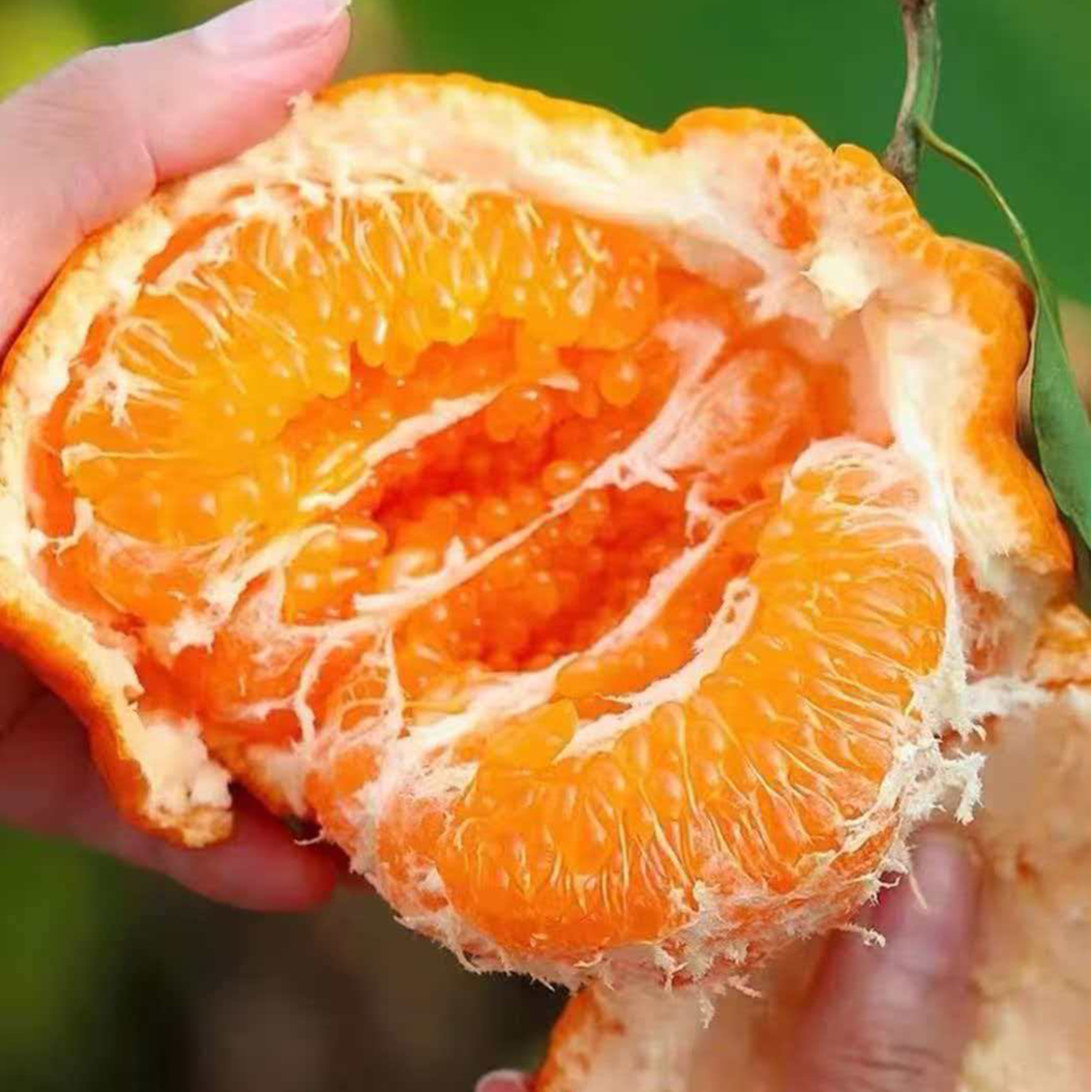 正宗水果新鲜应季批发耙耙橘子桔子现摘现发头茬带箱5斤整