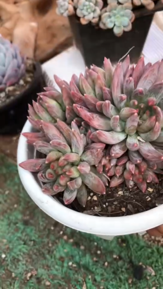 【闪购商品】整桩多头炫彩星16.9米