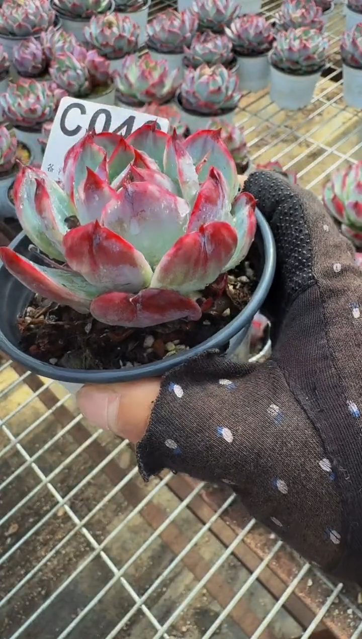 C046惊鸿仙子-（不包整）（瑕疵）