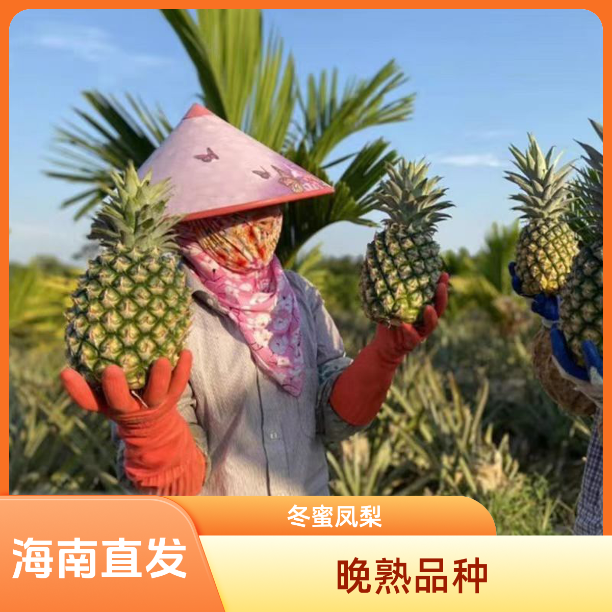 正宗海南蜜桃凤梨产地直发当季鲜果树熟香甜多汁