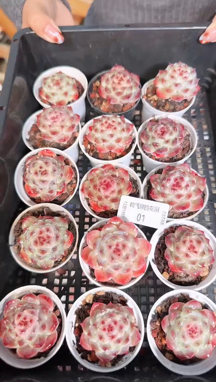 1219-01冰魄多肉量拍任意发一颗群生不包整