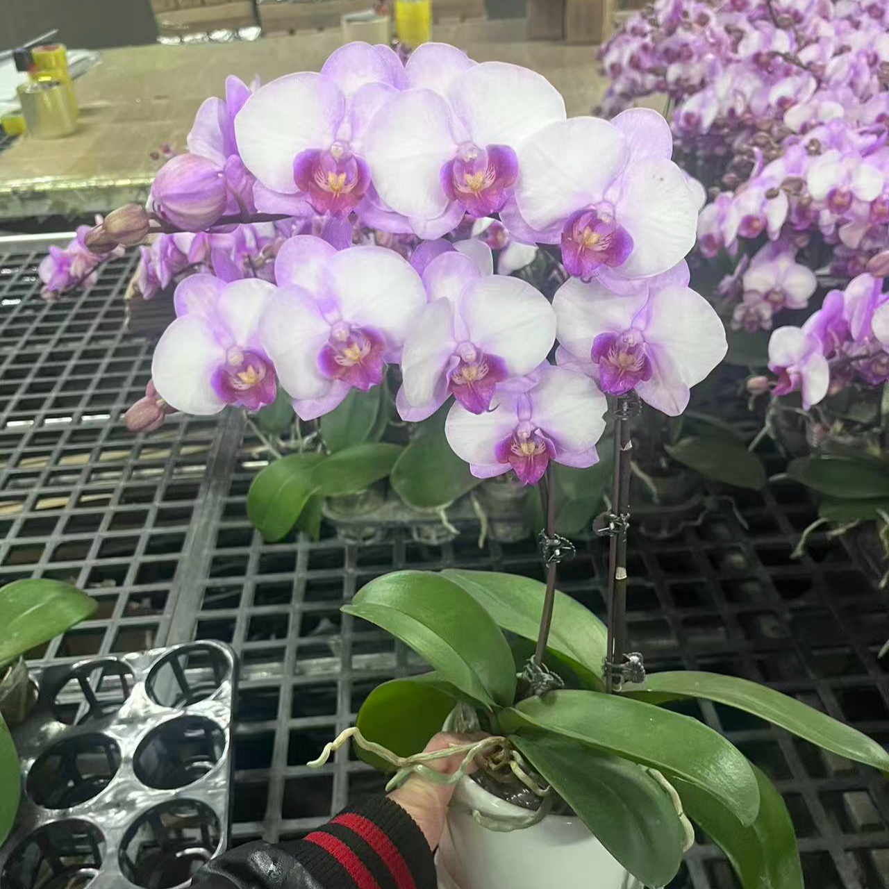 蝴蝶兰【豆蔻佳人】两苗2花剑  蝴蝶兰室内花花 广州基地直发