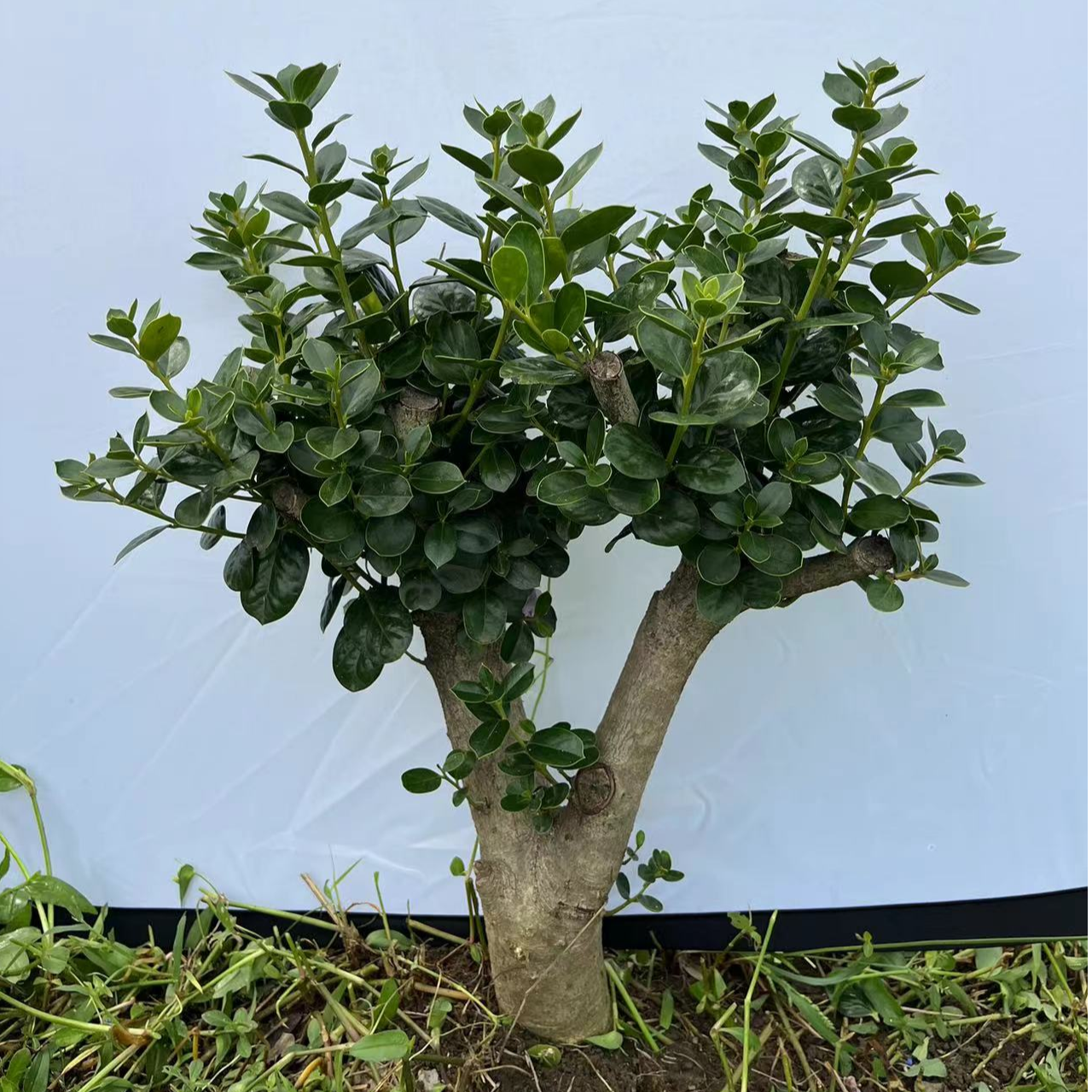 无刺枸骨金玉满堂老桩鸿运果盆栽庭院别墅阳台绿植