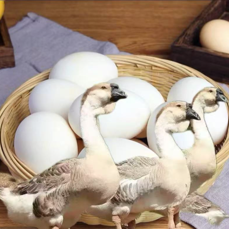 （脱温1斤左右）特大种狮头鹅大号鹅蛋顺丰包邮