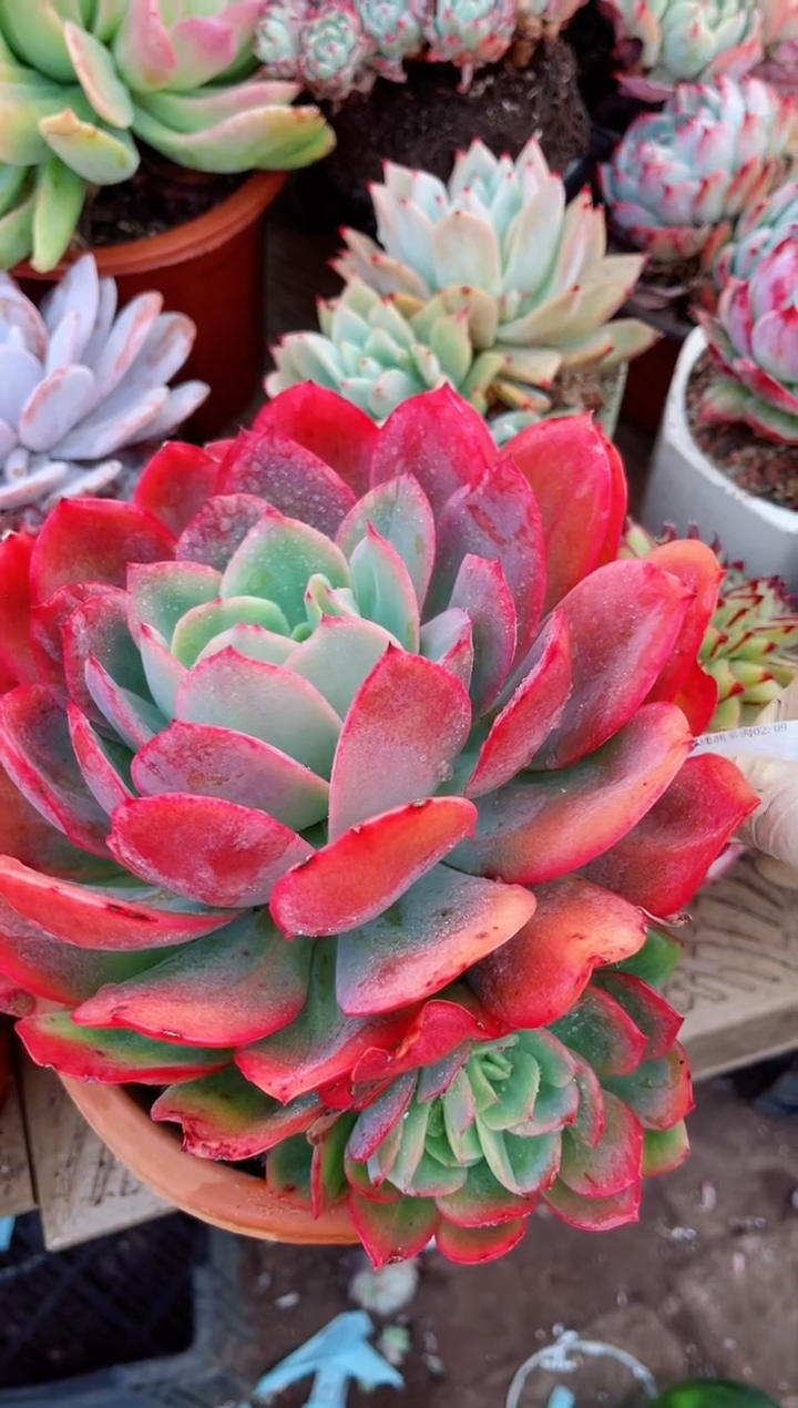 【闪购商品】09113