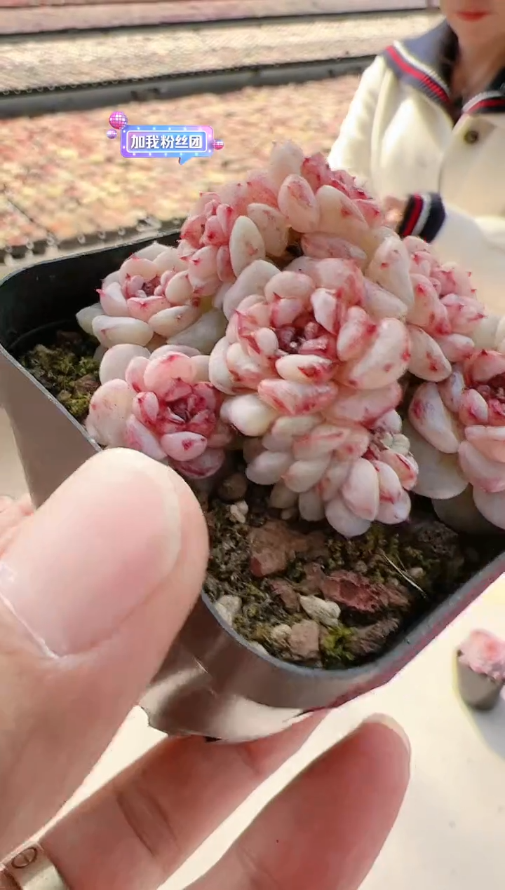 【闪购商品】东云晶-7