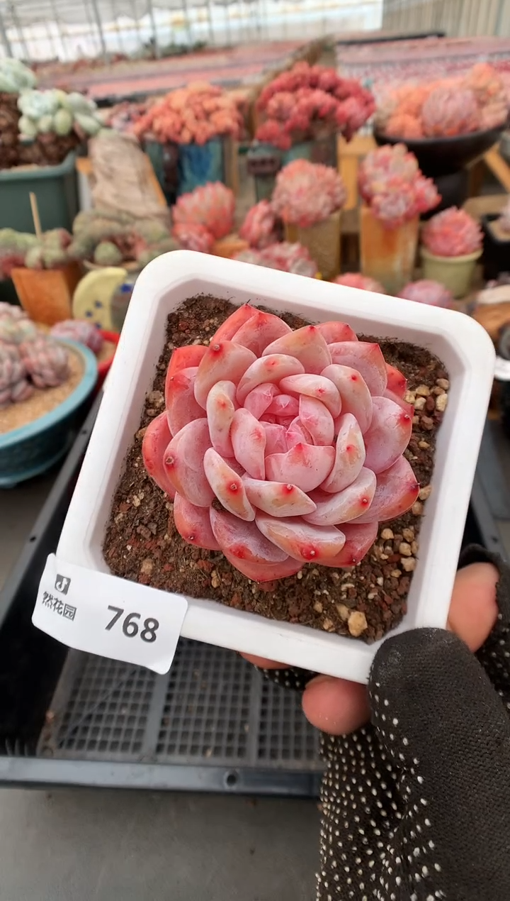 【闪购商品】768雪天使一物一拍