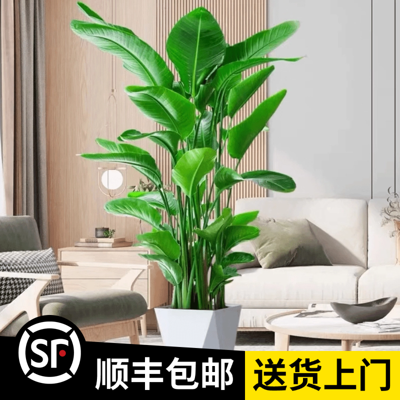 1.5-1.6米【5A天堂鸟】6株苗（顺丰包邮）大型落地绿植办公室植物盆栽