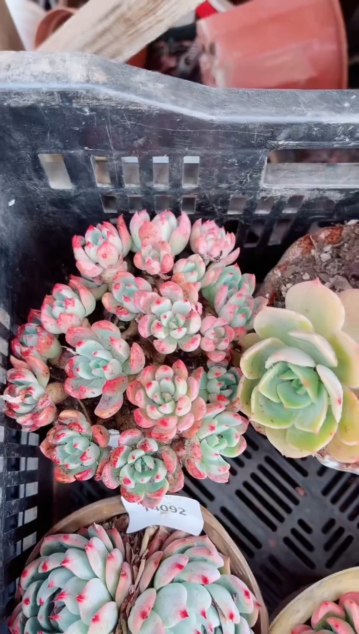 13093多肉植物一物一拍