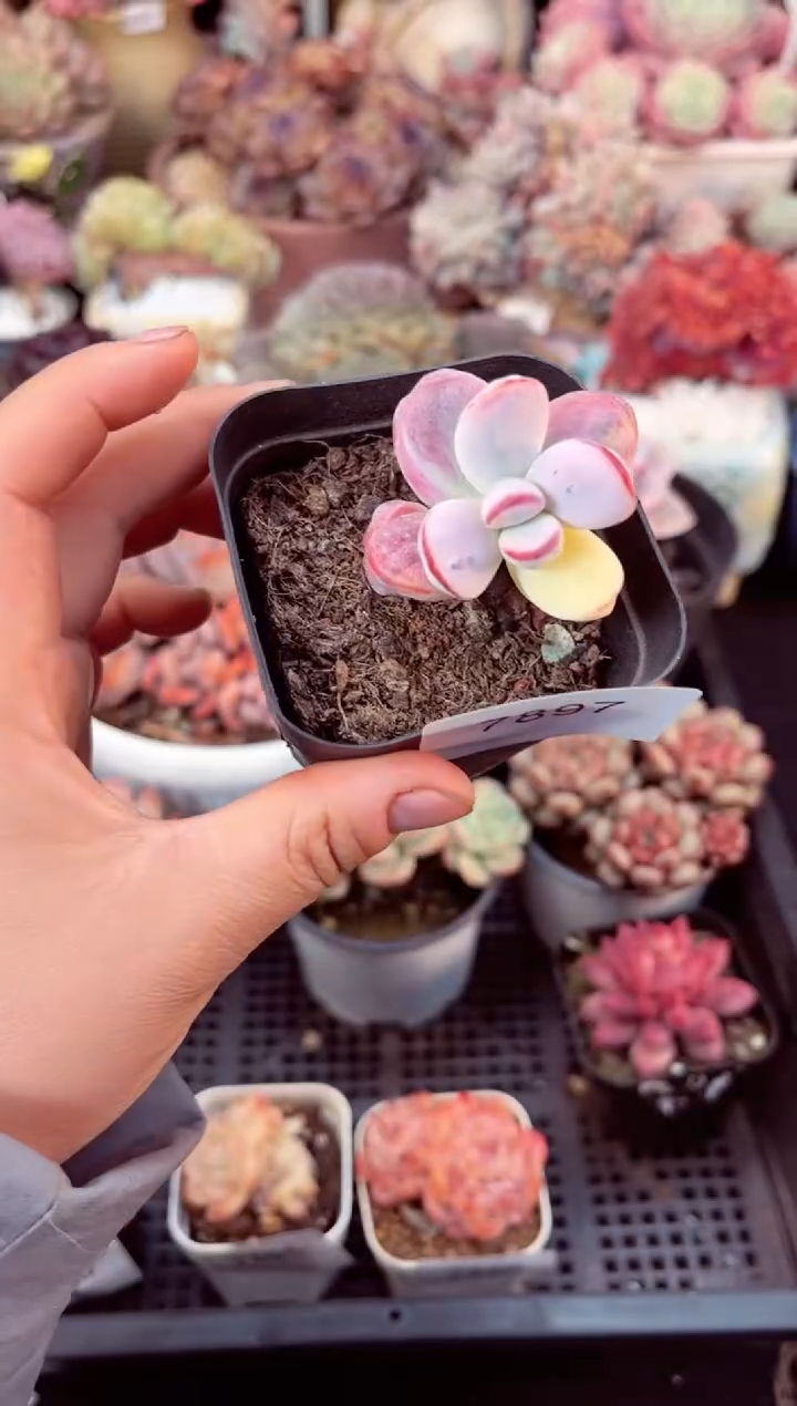 【闪购商品】7897单头乒乓福娘锦多肉