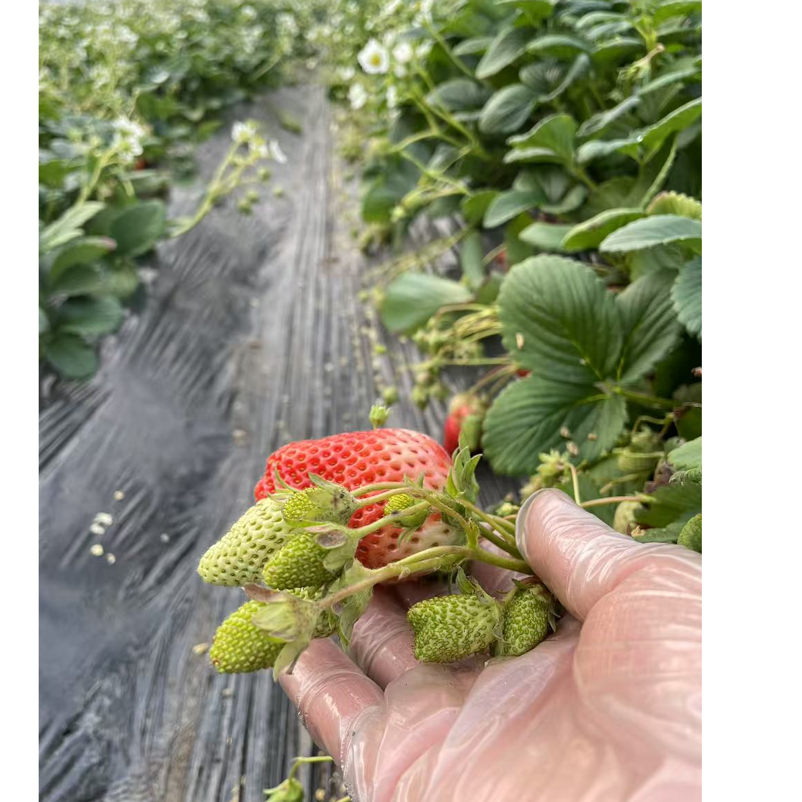 【红颜】草莓苗裸根发货15颗