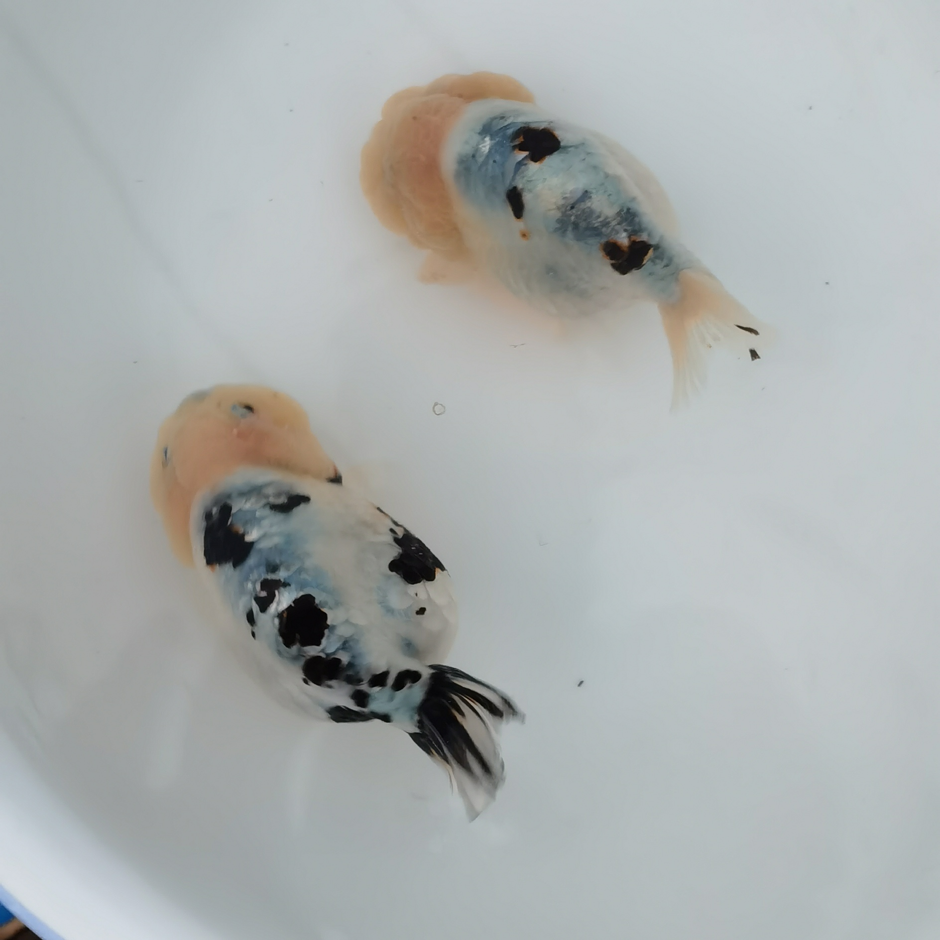 观赏鱼兰寿金鱼鱼